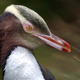 Illustration for article titled Congratulations to This Antisocial Screaming Penguin for Winning New Zealands Bird of the Year Poll